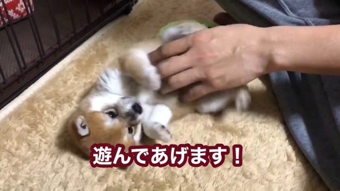 お腹を撫でてもらうあずきちゃん