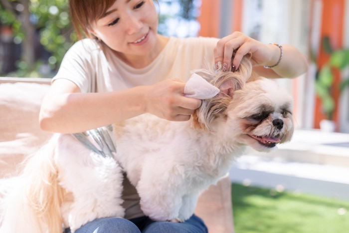 犬のケアをする女性