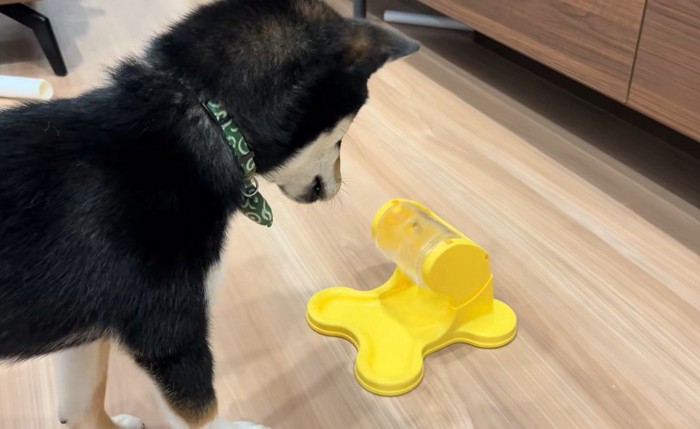 ご飯が出る玩具に苦戦するくろべえ君2