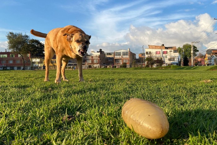 おもちゃでひとり遊びする子犬