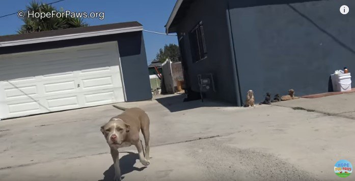 近づいてくる灰色の犬