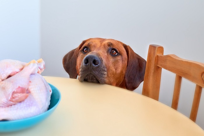 生の鶏肉を見つめる犬