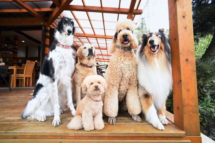 いぬかふぇまいら セラピー犬写真