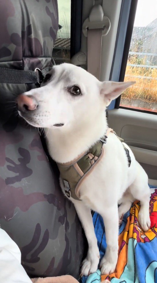 音を立てて動くワイパーを横目で見る犬