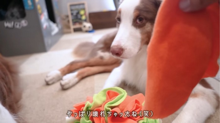 おもちゃを壊した犬