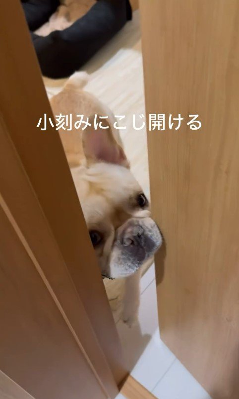 ちはやちゃん＆いろは君の外出時と帰宅時の反応7