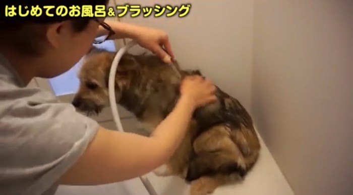 飼い主さんにお湯をかけられてる犬