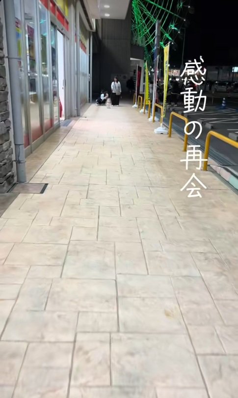 お迎えに来た柴犬