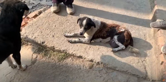 野良犬たち