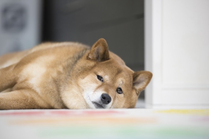 薄目で見てる犬