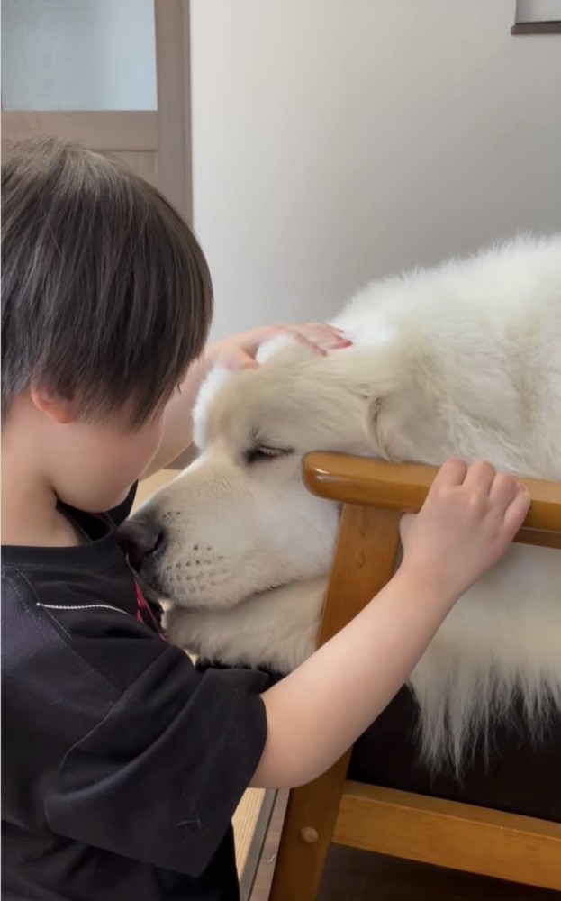 撫でられてうっとりする犬