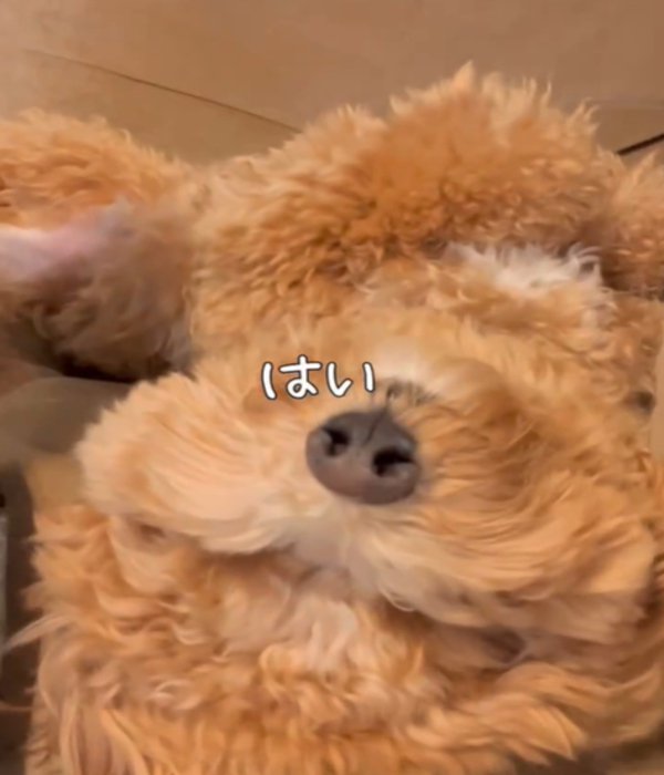 お腹を見せる犬