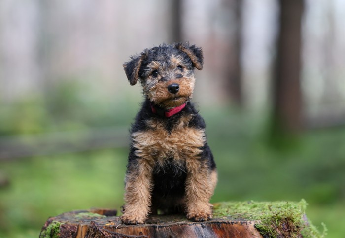 正面を見つめて座るウェルシュ・テリアの子犬