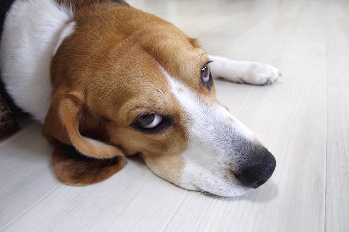 床に寝転んでいるビーグル犬