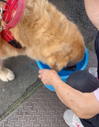 バケツのお水を飲むゆずくん