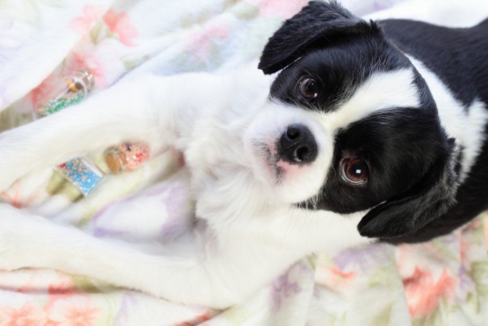 前足を伸ばしてこちらを見つめている犬