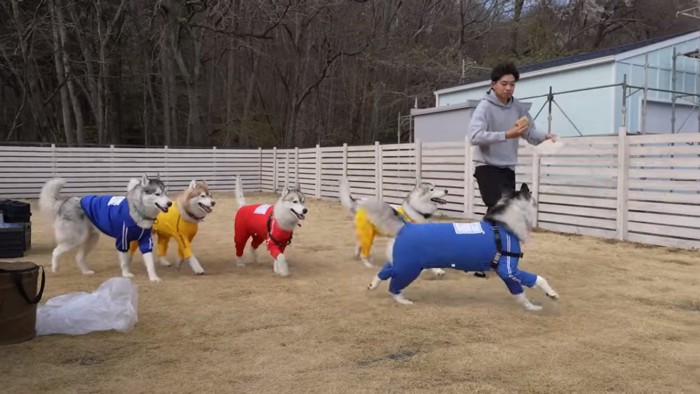 追いかけ回すハスキーズ