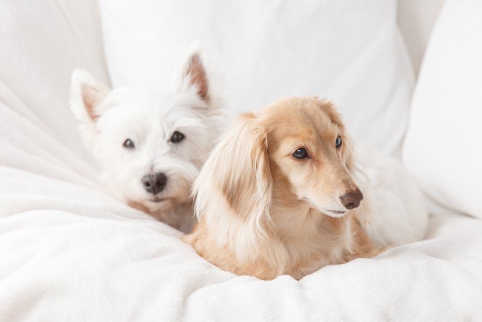 毛布に埋まる2匹の犬