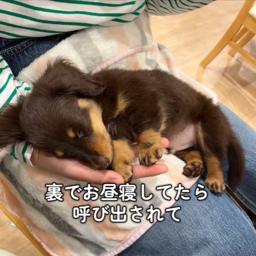 うにくんのお迎え前後のギャップ