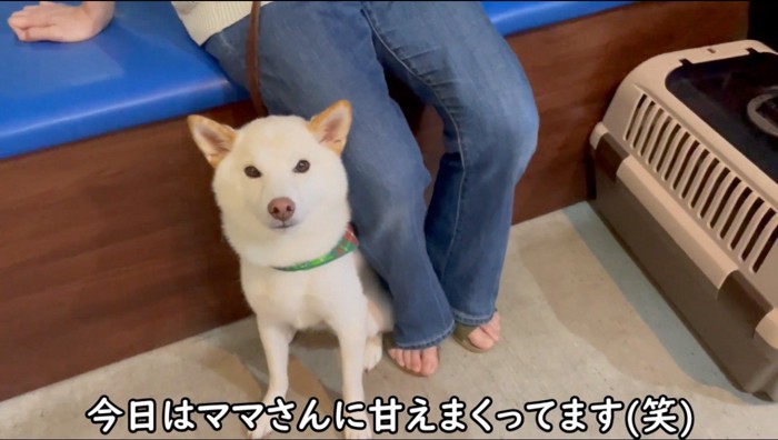 飼い主と椅子の間に体を入れる犬