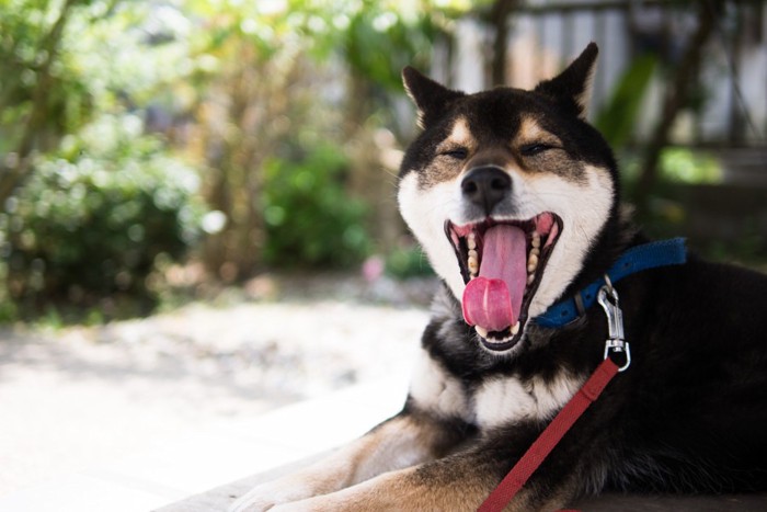 あくびをする黒柴犬