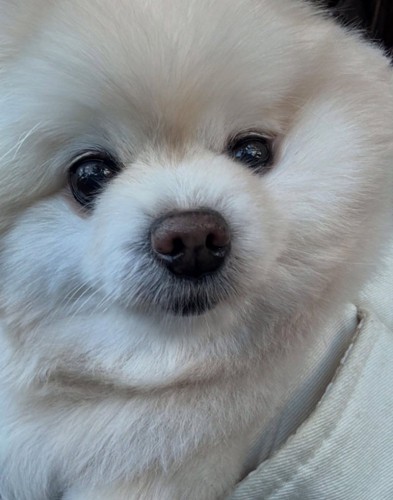 アップのぽちゃちゃん