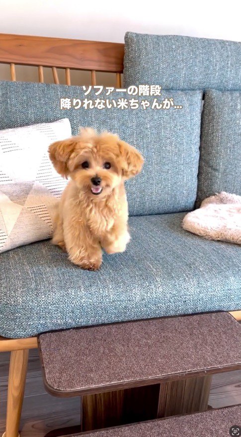 飼い主に視線を送る茶色い犬