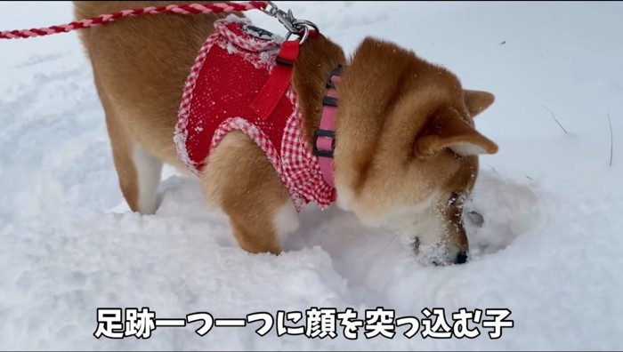 雪の中に鼻を入れて匂いを嗅ぐ犬