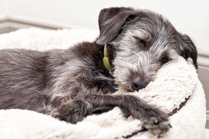 ふかふかベドで眠る犬