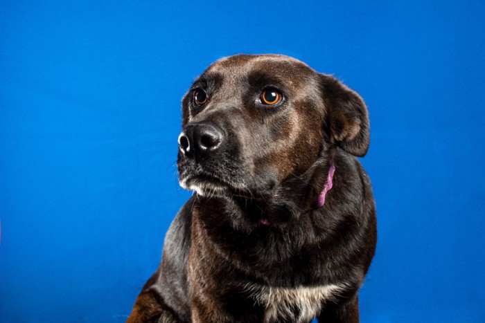 緊張した様子の犬