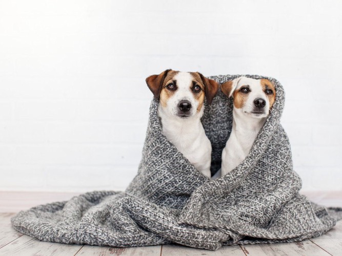 セーターにくるまった二匹の犬