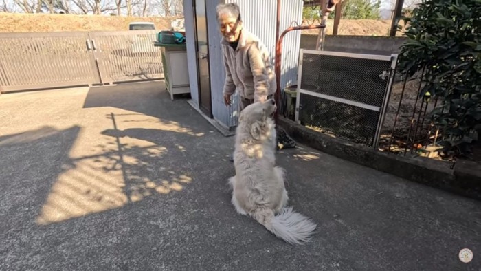 引っつき虫のメイちゃん