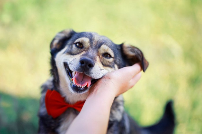 撫でられて嬉しそうな犬