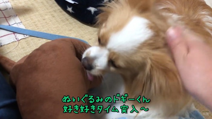 ぬいぐるみを舐めるころ介くん