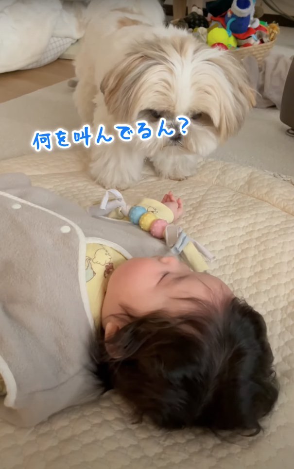 赤ちゃんの顔を覗き込む犬「何を叫んでるん？」