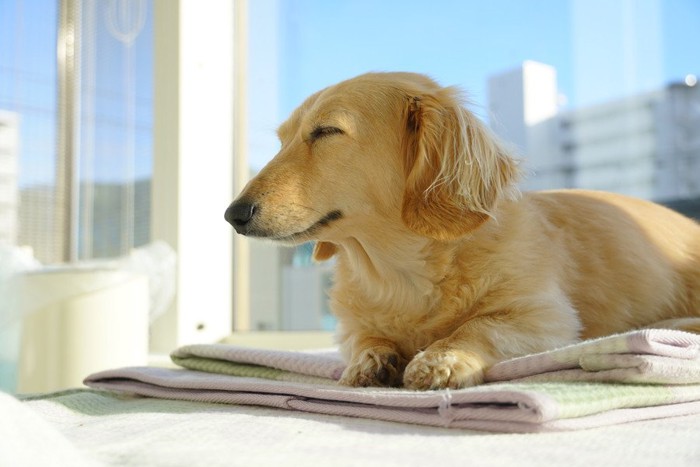 窓辺でうとうとする犬