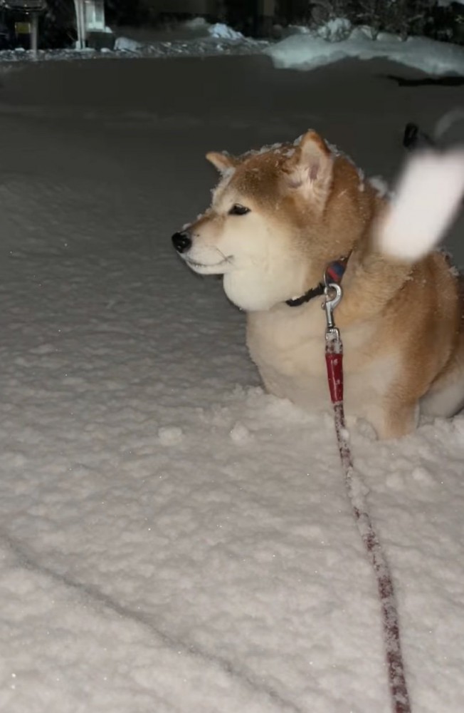 横を向く柴犬