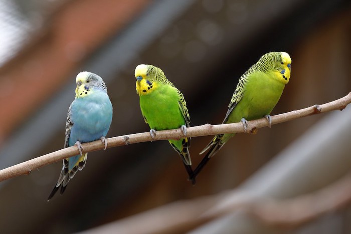 木の枝にとまる三羽のインコ