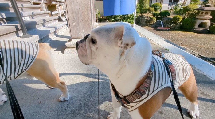 お寺の中に入る2頭の犬