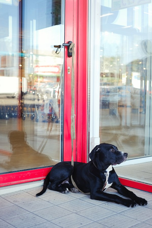 お店の扉の外に繋がれている犬