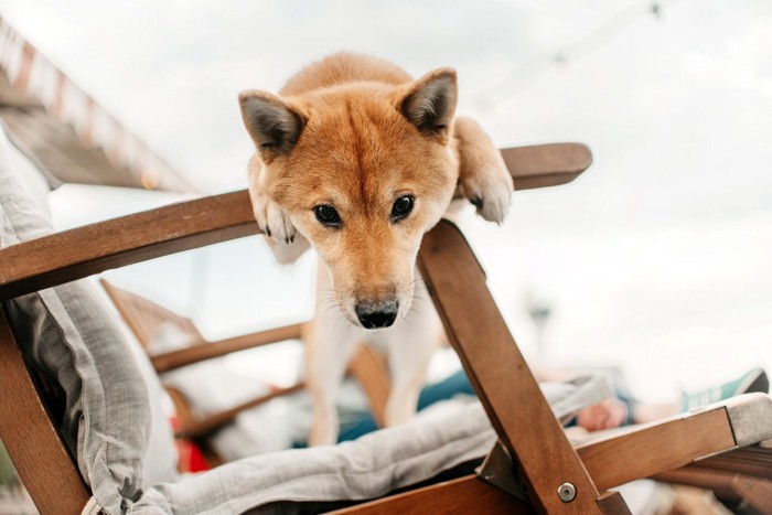 椅子の上から見下ろす犬