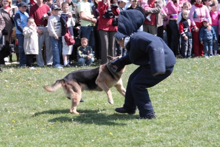 警察犬