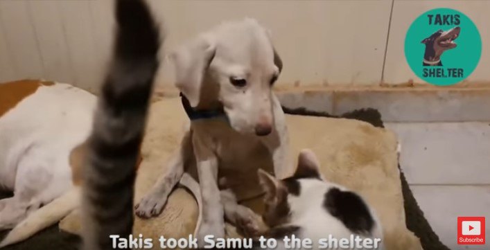 犬を見に来た猫