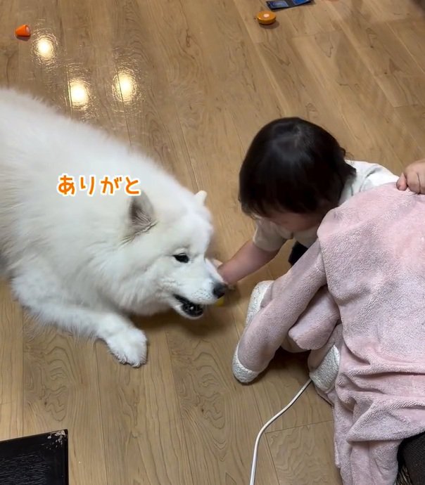 おもちゃを咥えるこはくちゃん