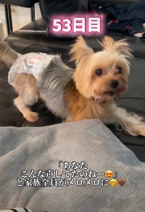 吠える犬