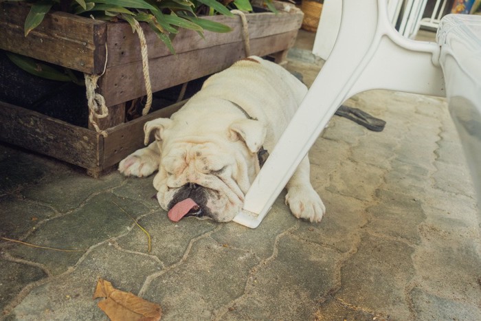 暑そうにしている犬