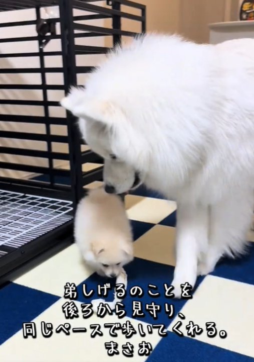 歩く犬5