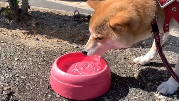 水を飲む犬