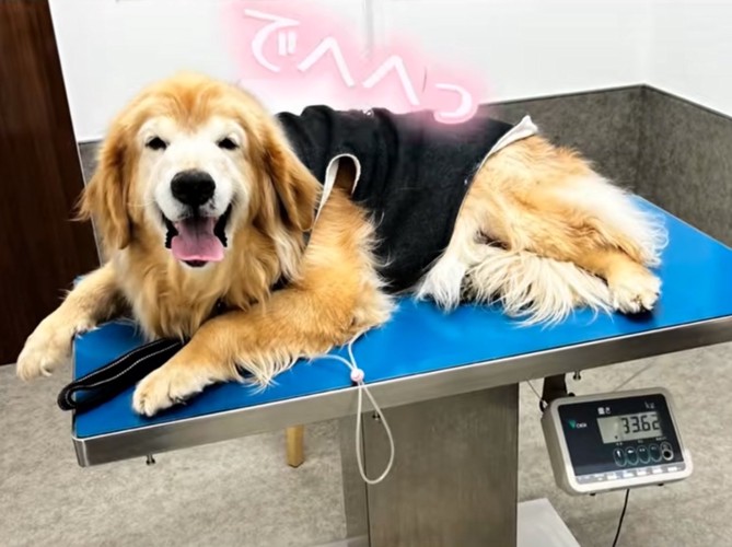 検査を終えた笑顔の犬