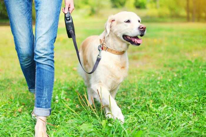 リードをつけて散歩する大型犬